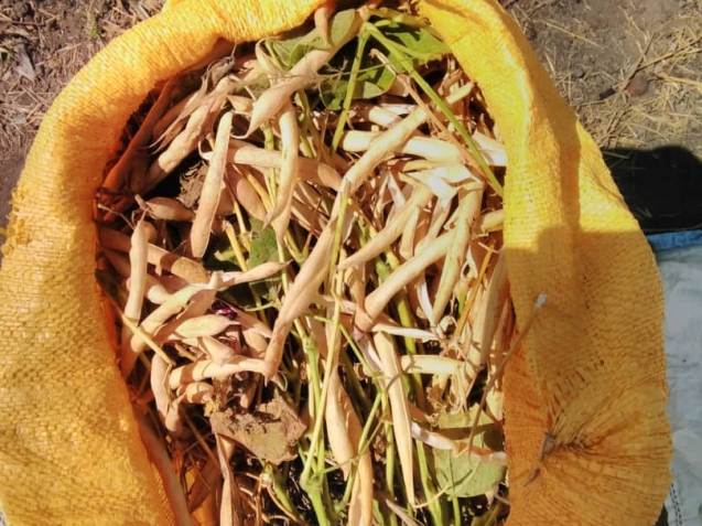 CV Holdings Farm (1)