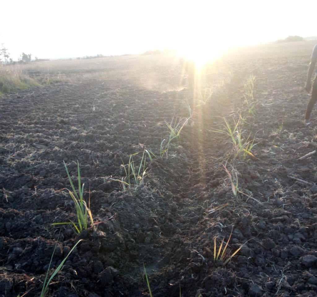 CV Holdings Limited Farm