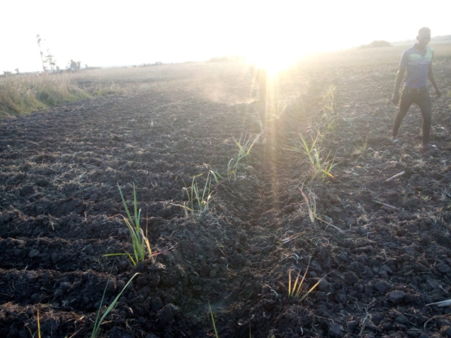 CV Holdings Limited Farm