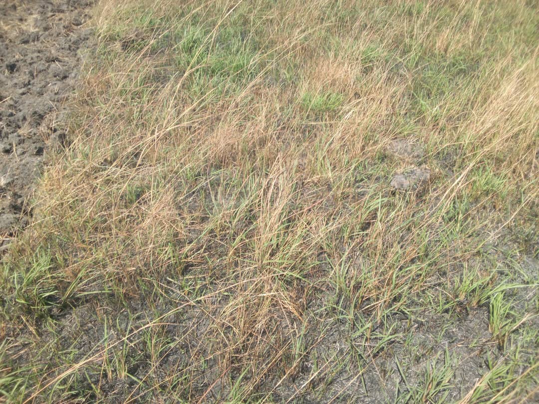 cv holds farm gallery (3)