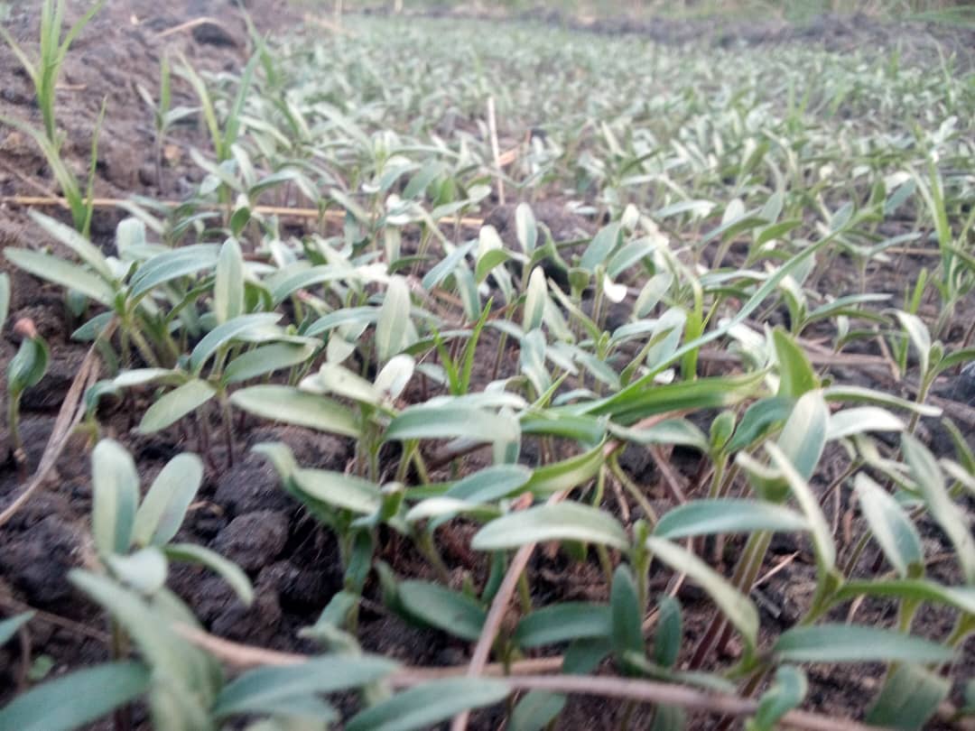 cv holds farm gallery (43)